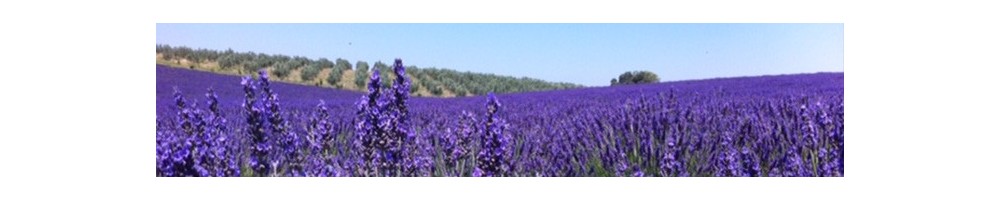 Organic fine lavender essential oil | Order online now from Provence